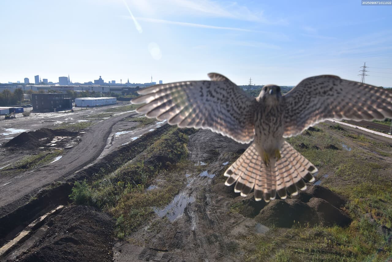 Auf dem Bild ist ein Turmfalke mit weit ausgebreiteten Flügeln zu sehen. Er schaut direkt in die Kamera